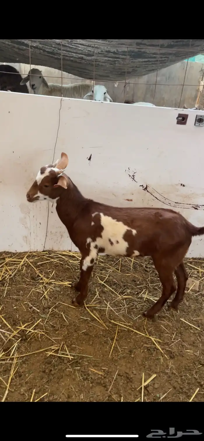 ذبائح حري وتيوس محايل 4
