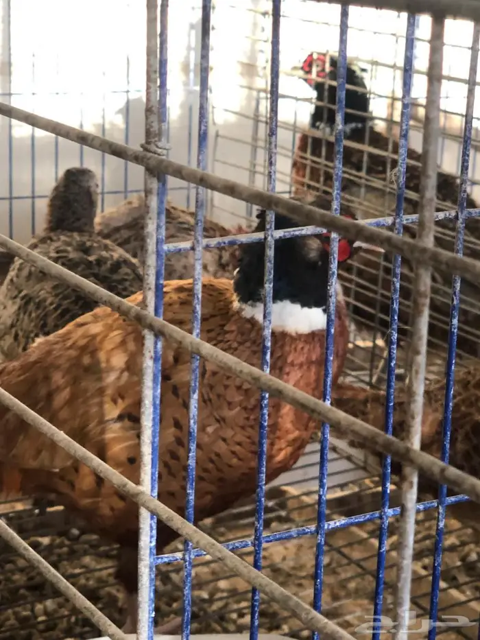 طير الفزن الأمريكي ( فزن أمريكي ) 11