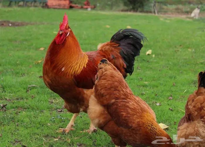 اعلان بيعه صيصان نيوهامبشر العملاق 0