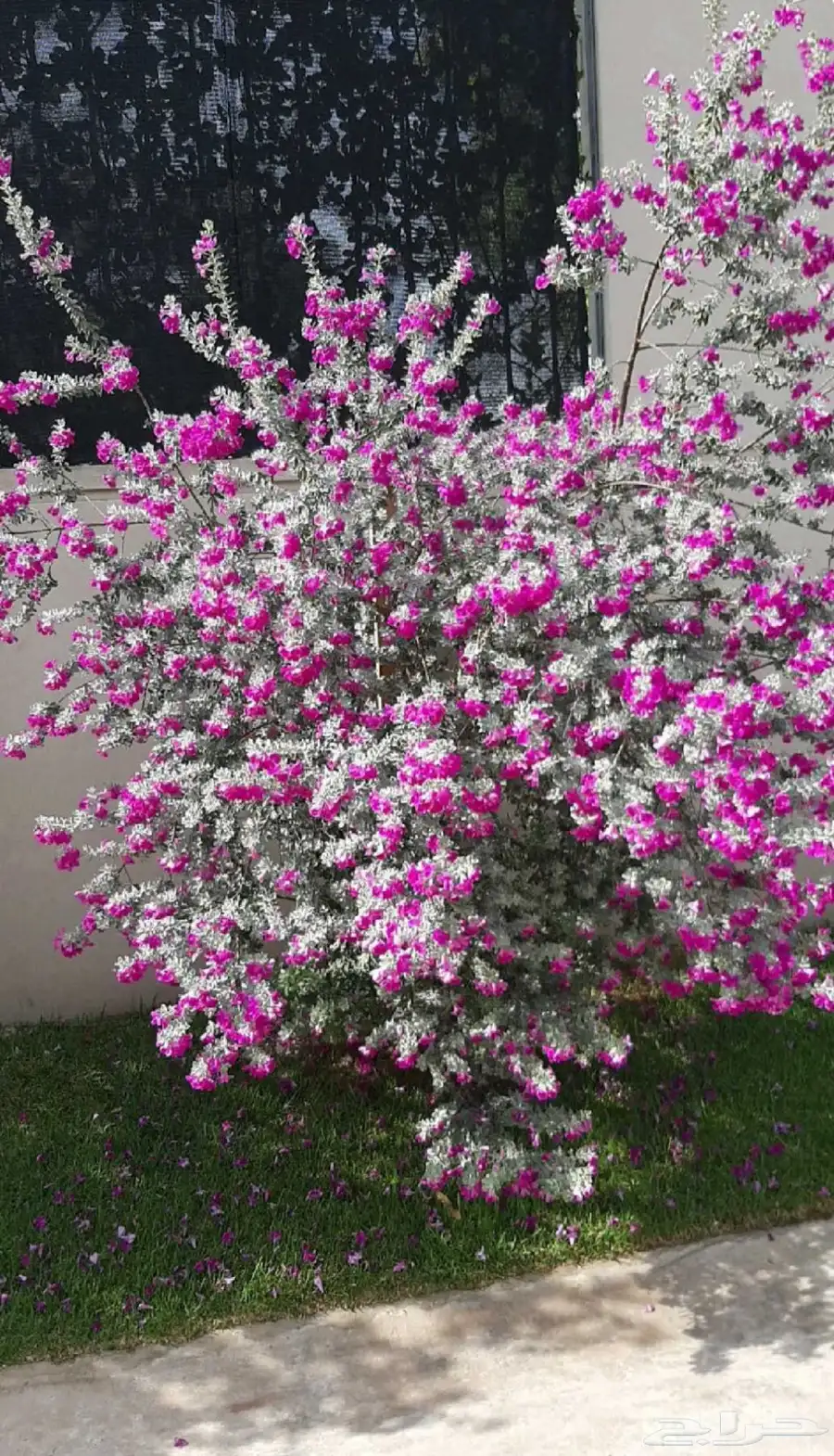الميرميه الفضيه Leucophyllum 4