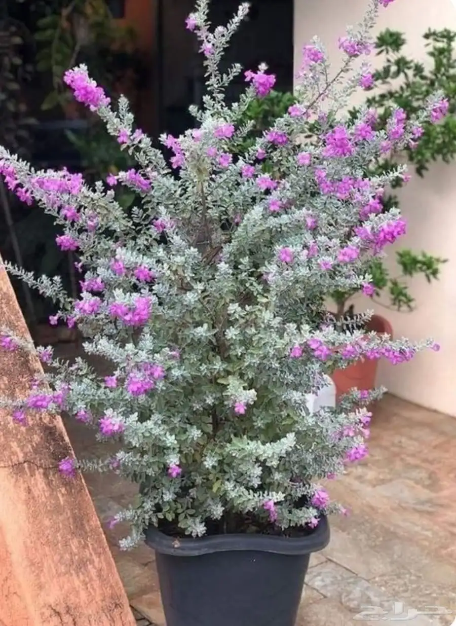 الميرميه الفضيه Leucophyllum 2