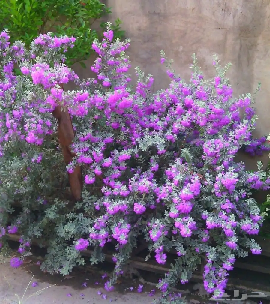 الميرميه الفضيه Leucophyllum 1