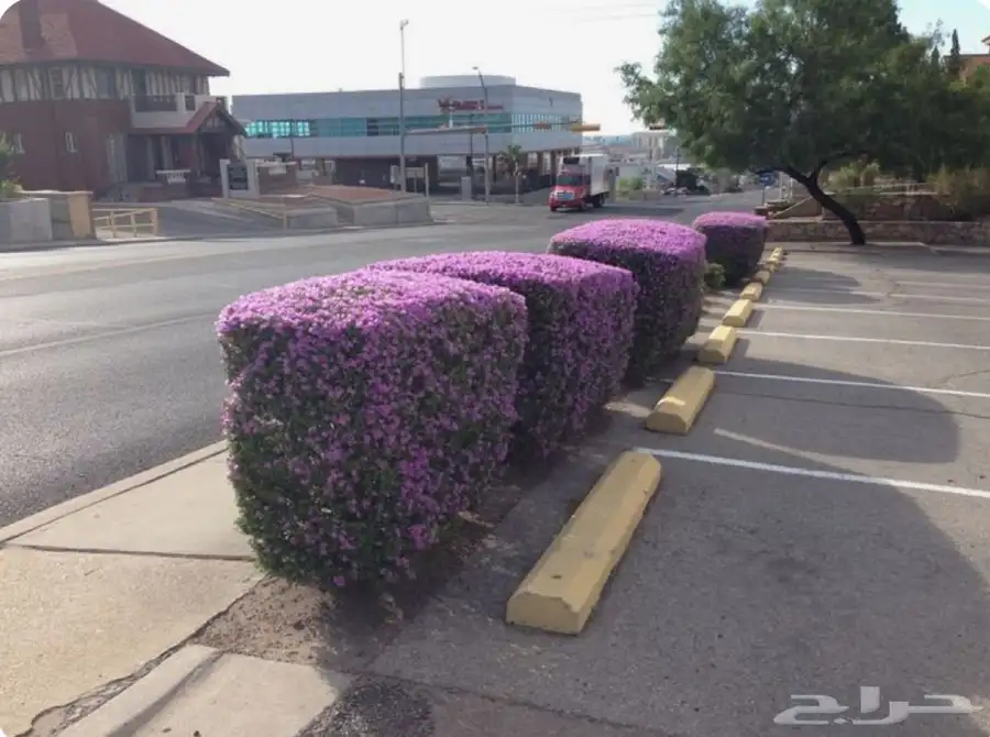 الميرميه الفضيه Leucophyllum 3