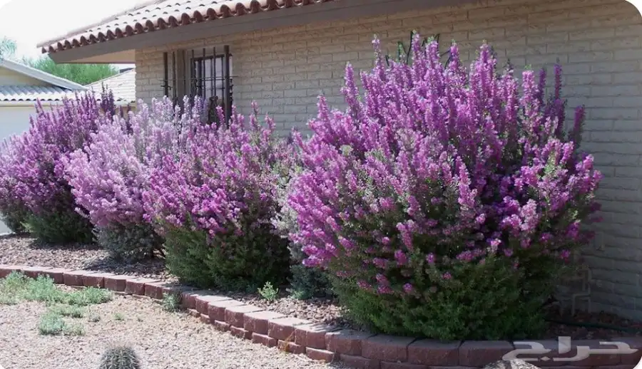 الميرميه الفضيه Leucophyllum 0