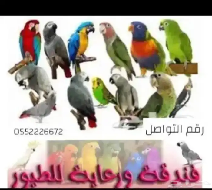 فندقه وترويض وتوليف الطيور و عياده بيطرية 1