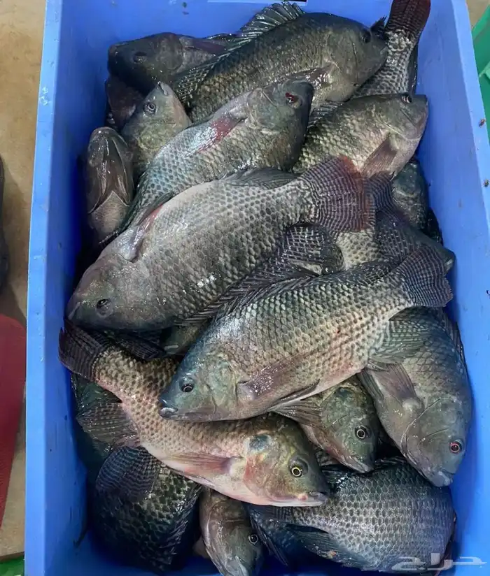 سمك بلطي متوفر من حجم 150الى 400 تبي حاي في الماء او ميت 0