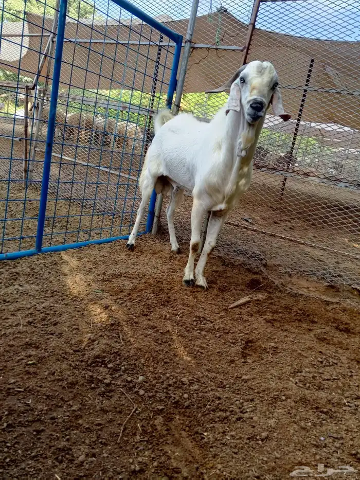 فحل تيس بيشي 2