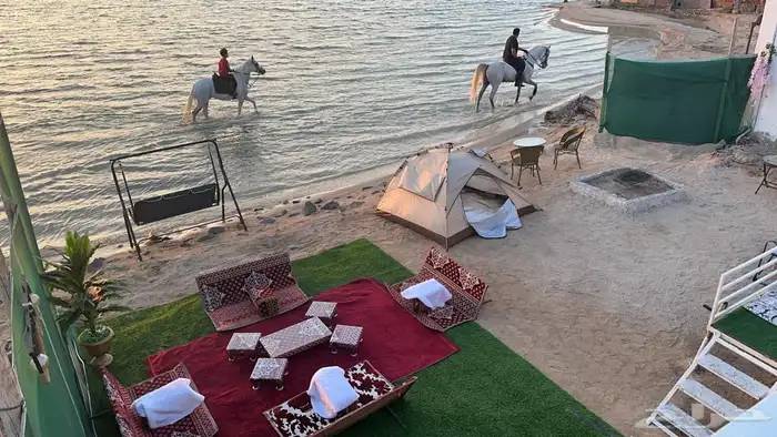 كرفان العز شاطي الخيول ذهبان 7