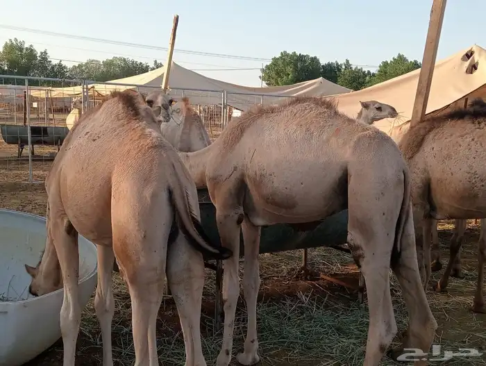 قعدان 23