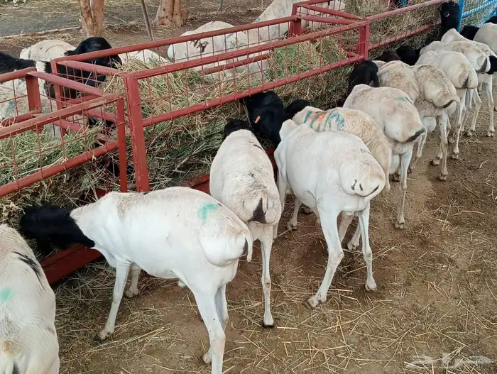 قعدان 5