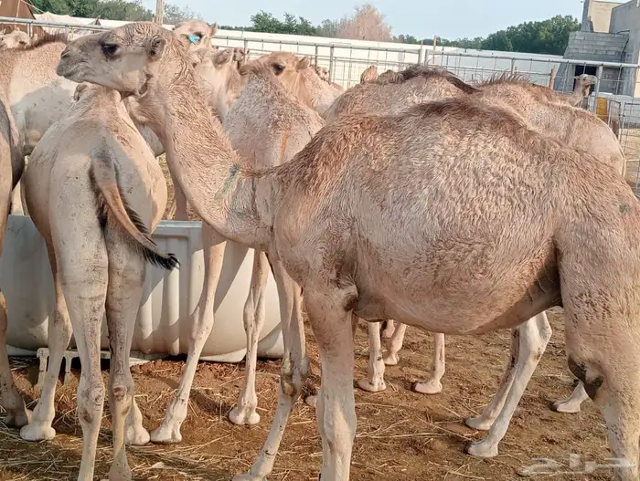 قعدان 6
