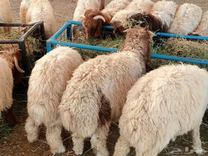 قعدان 22