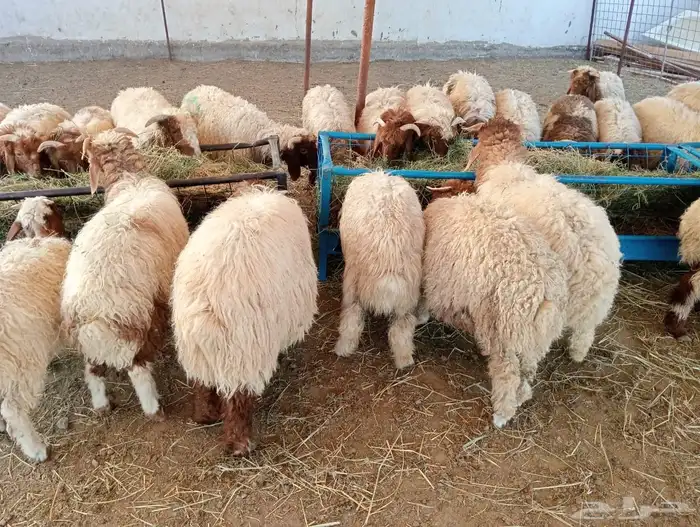 قعدان 11