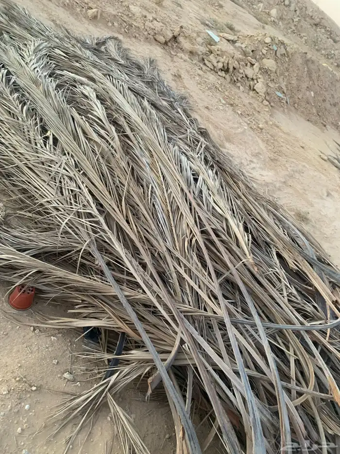 جريد نخل عسيب 1