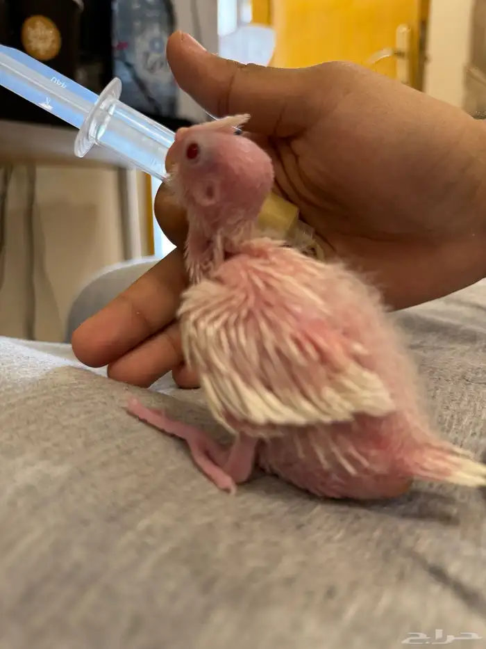 فروخ كروان ألبينو (تم البيع) 1