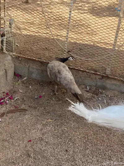 اناثي طاووس بيريل 6