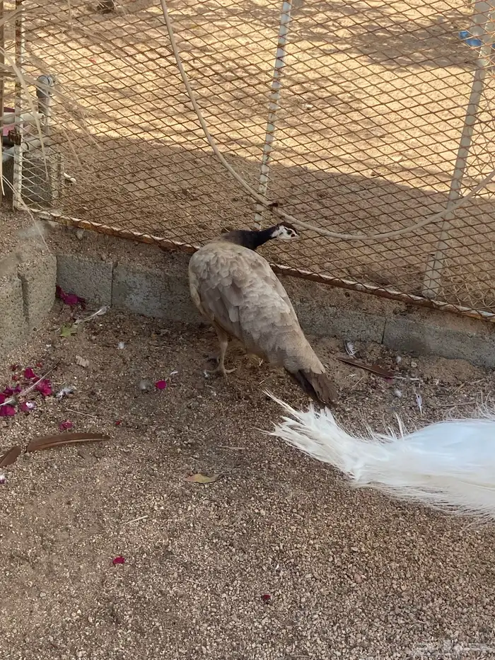 اناثي طاووس بيريل 6