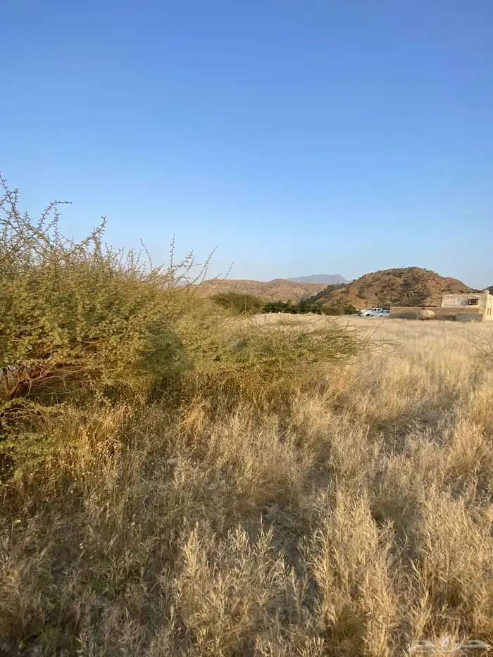 أرض للبيع زراعيه رجال المع زراعيه بصك مساحة 14 الف وزياده 6