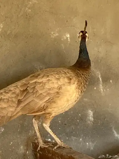 اناثي طاووس بيريل 0
