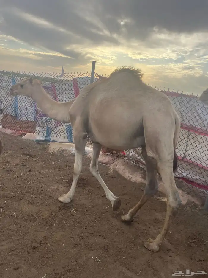 حشوان قعدان للبيع طيبه جدا ونظيفه 1