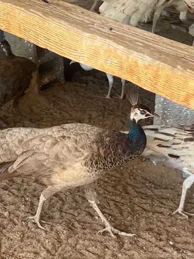 اناثي طاووس بيريل 1