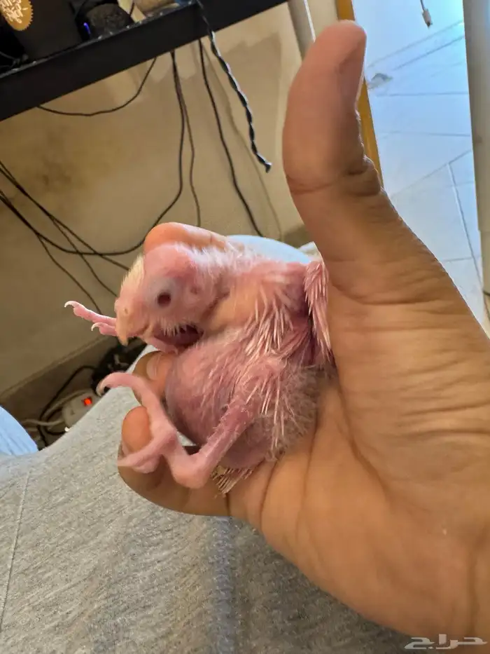 فروخ كروان ألبينو (تم البيع) 0