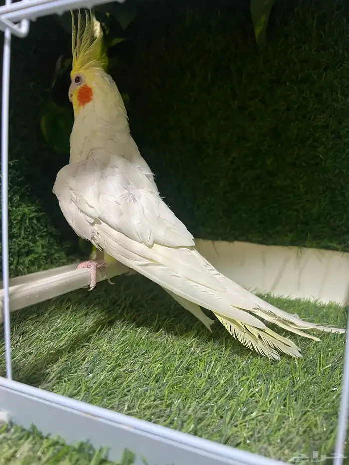 كروان لاتينو 3