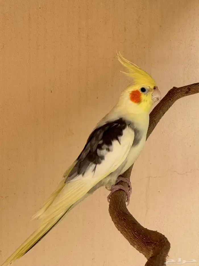 كروان ذكر نص ولافه(تم البيع ) 0