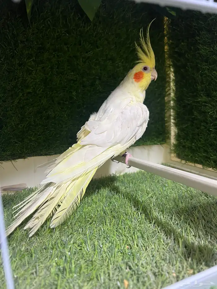 كروان لاتينو 2