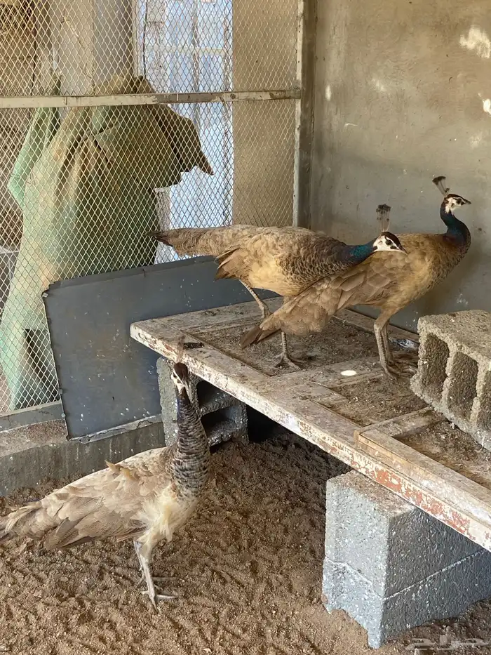 اناثي طاووس بيريل 7