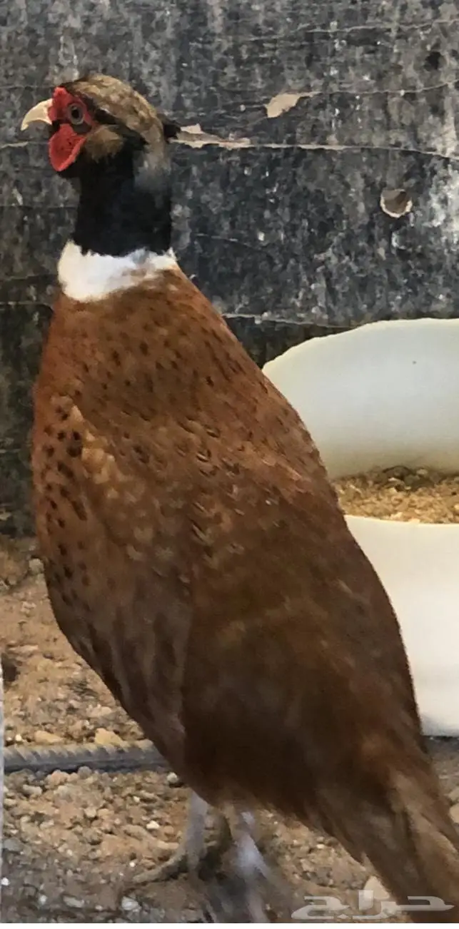 طير الفزن الأمريكي ( فزن أمريكي ) 0