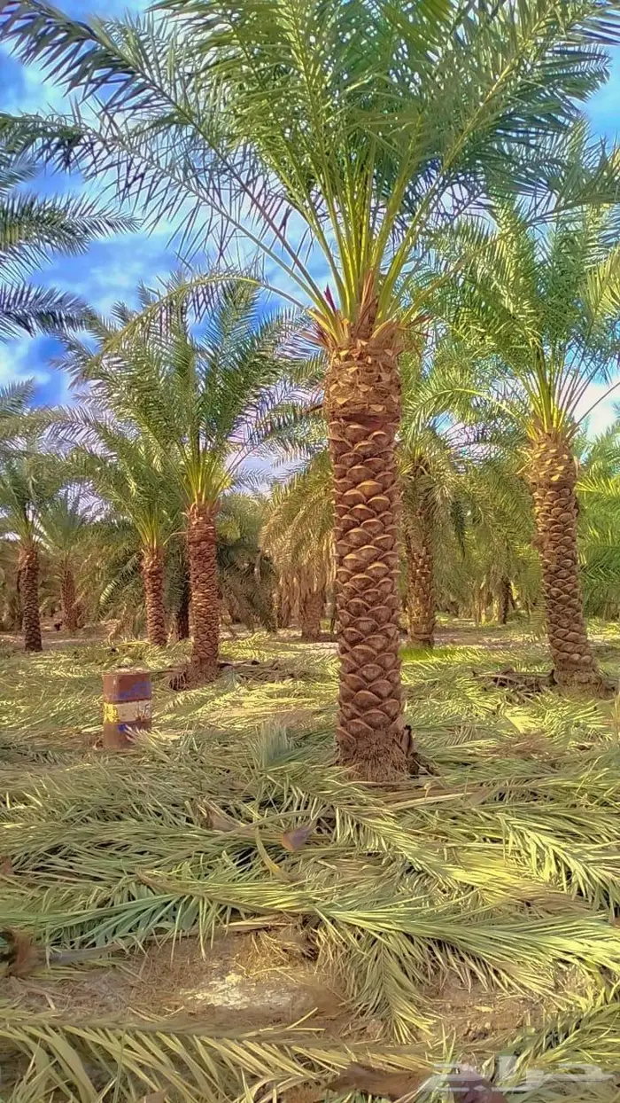 إنخل للبيع 5