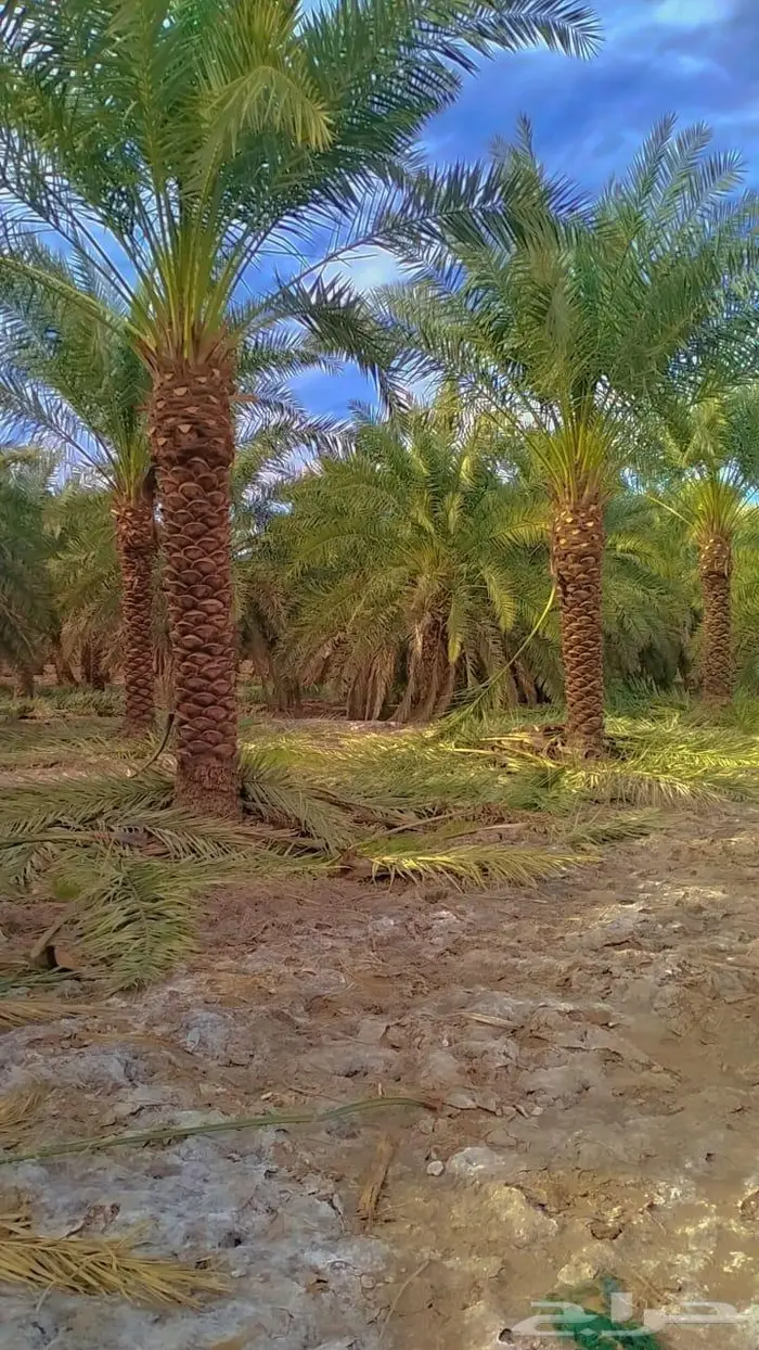 إنخل للبيع 6