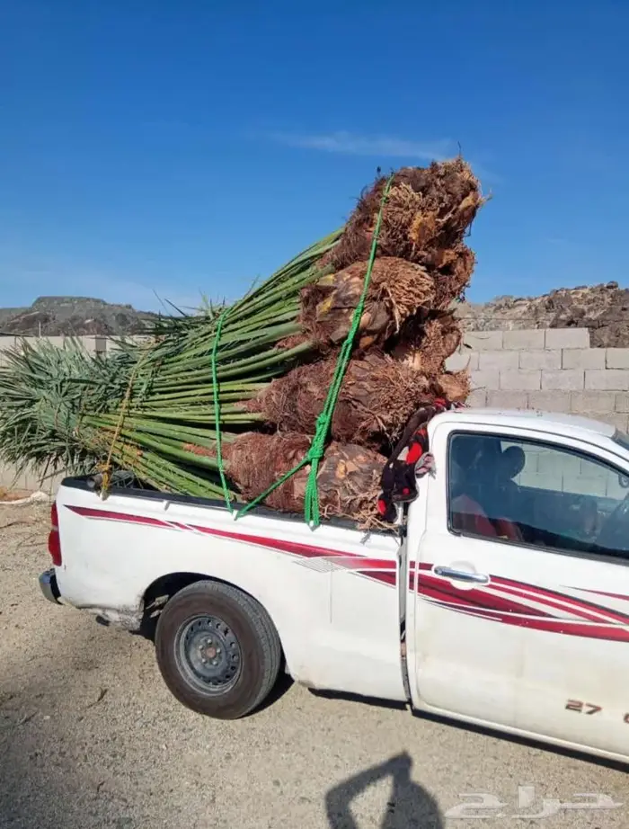 إنخل للبيع 2