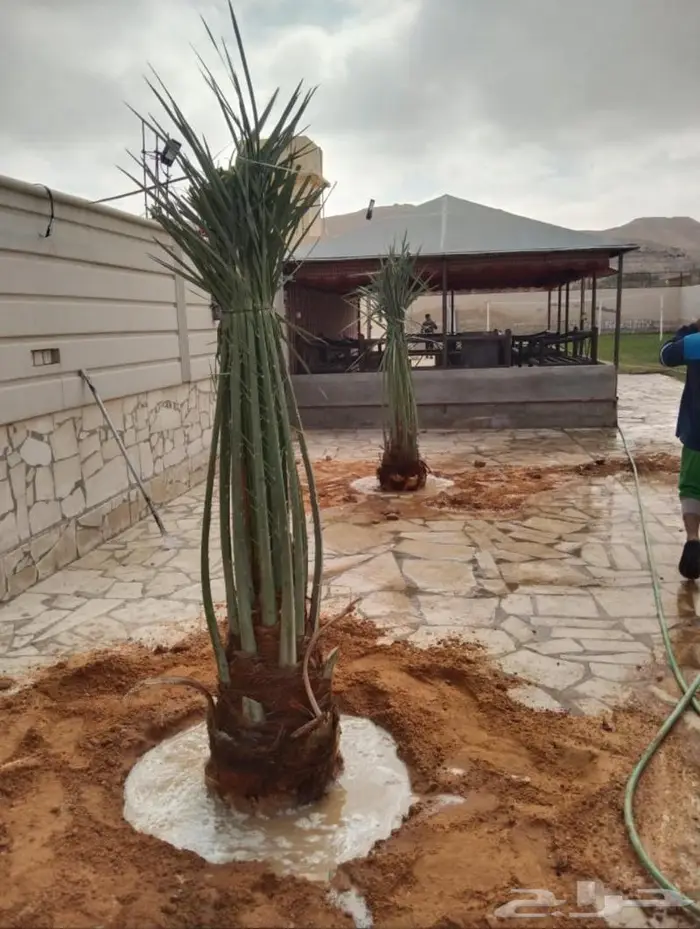 إنخل للبيع 1