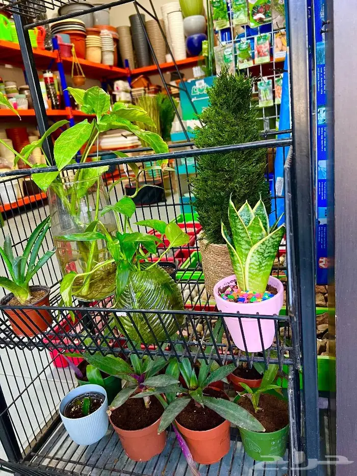 المنطقة الشرقية 24