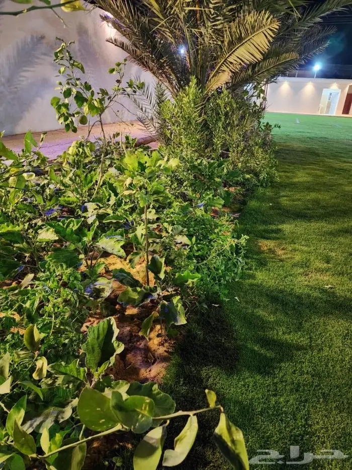 استراحة جوهرة الجبيلة للإيجار السنوي 4