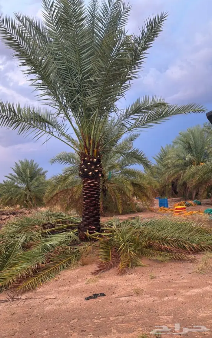 إنخل للبيع 4