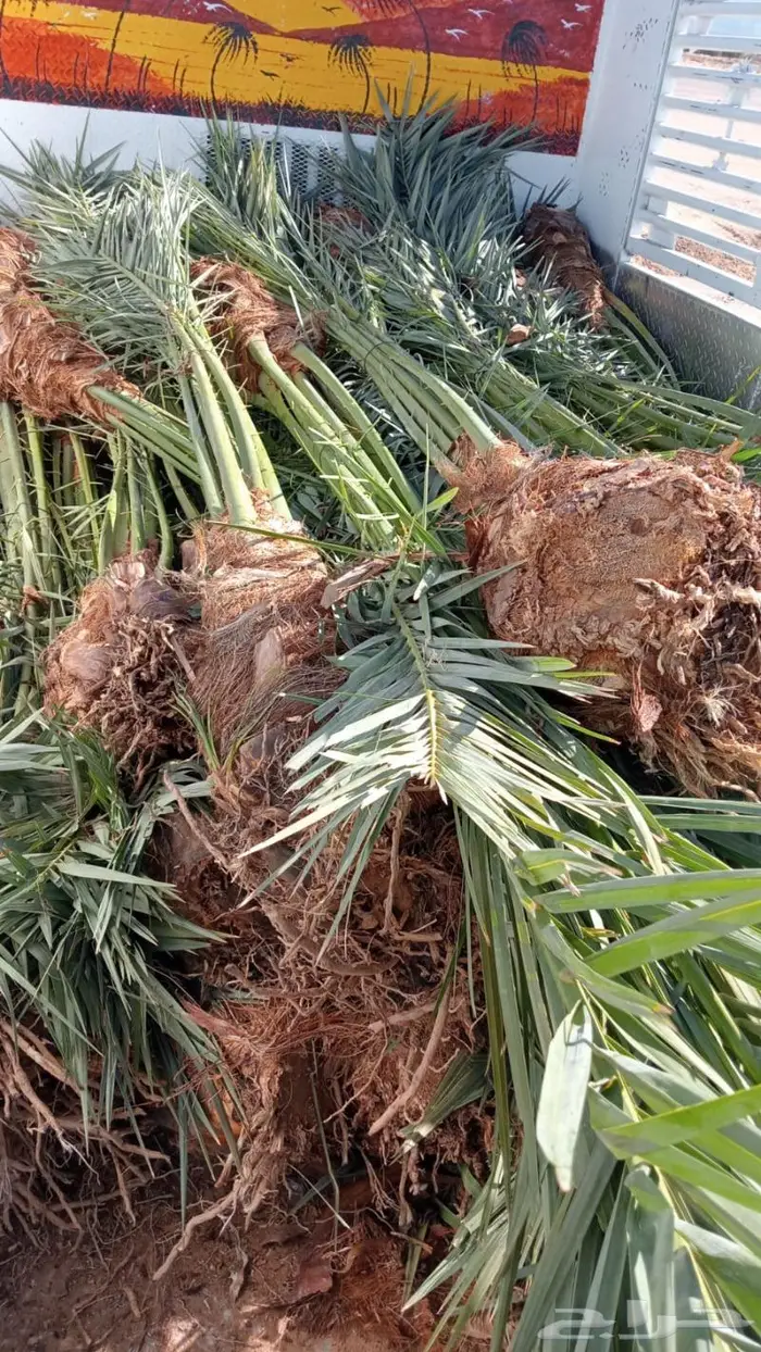 إنخل للبيع 7