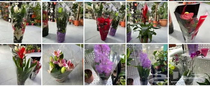 المنطقة الشرقية 25