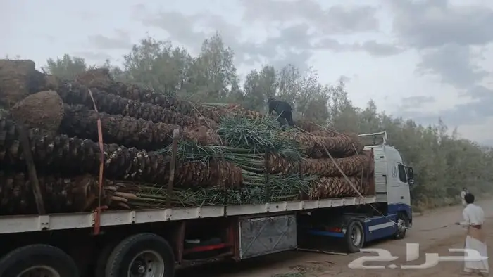 إنخل للبيع 0