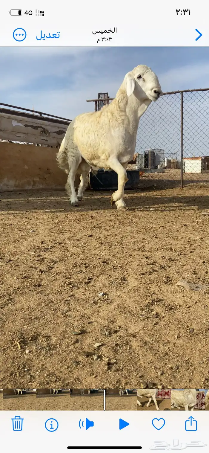طلي مشروع فحل حري طيب 1