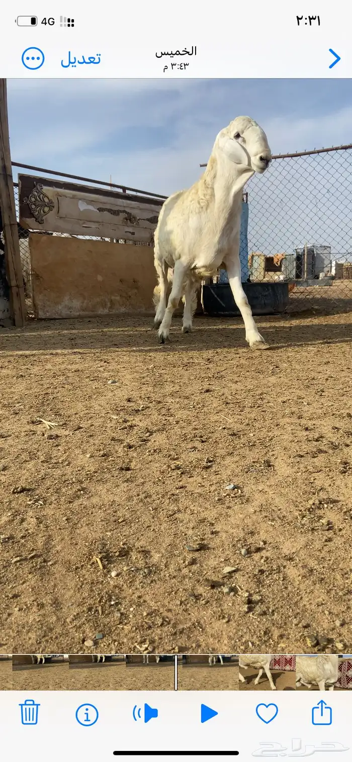 طلي مشروع فحل حري طيب 2