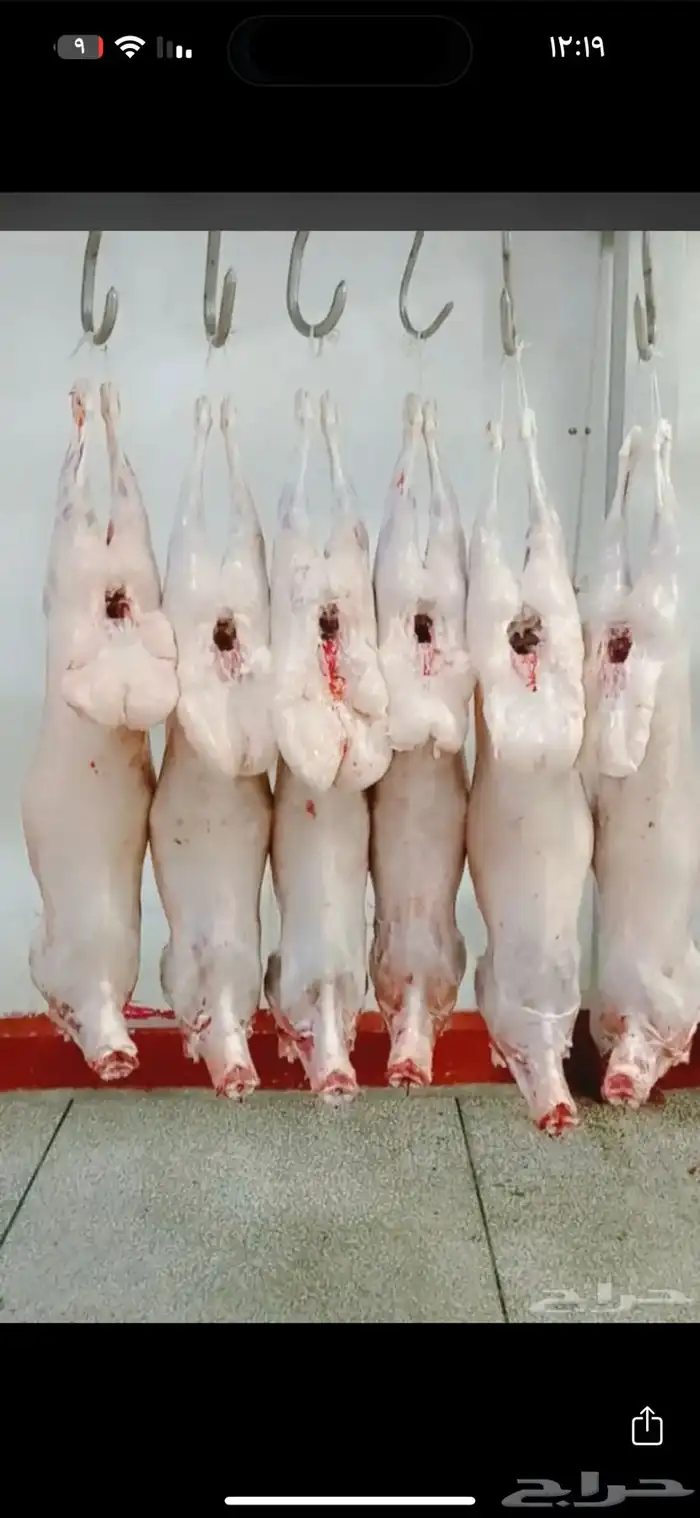 مشويات خارجيه 11