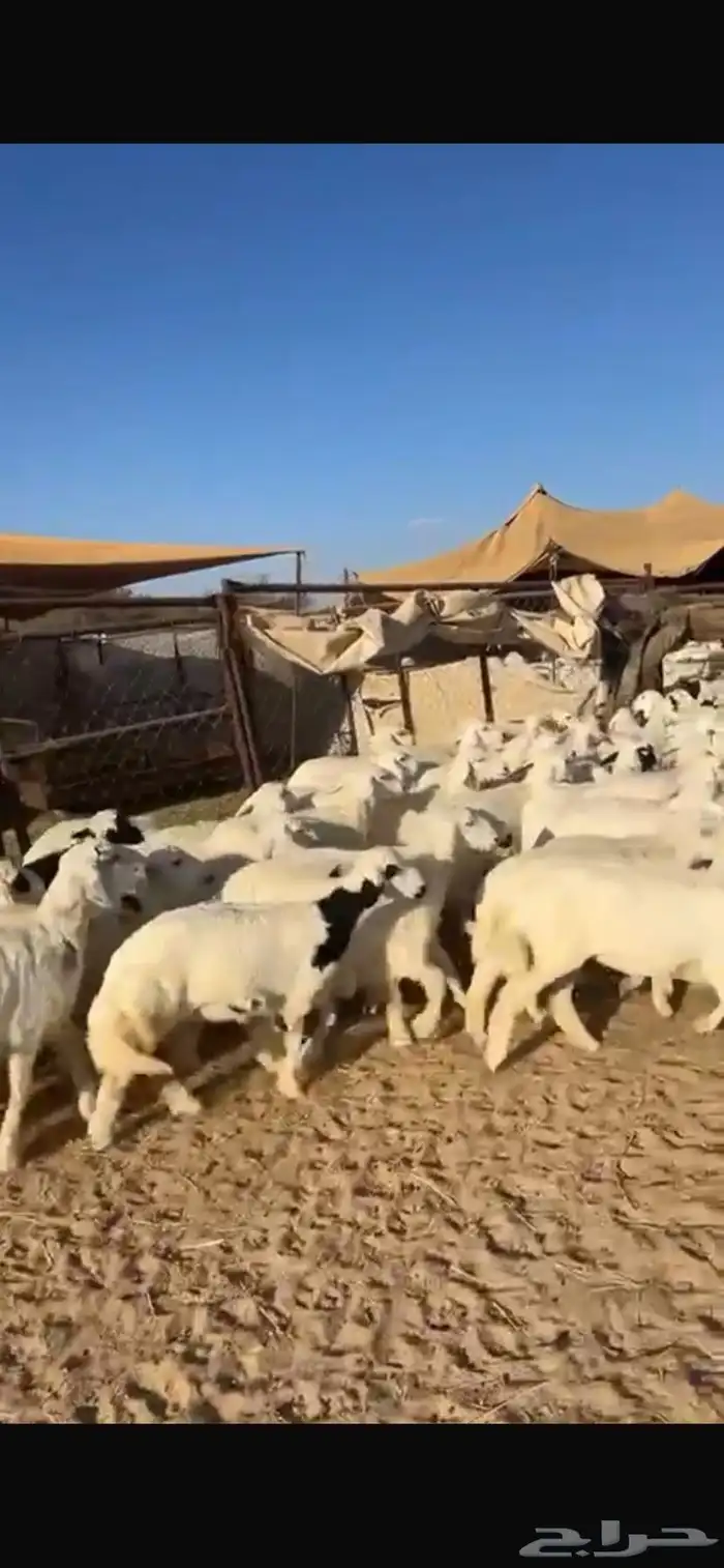 ذبايح خرفان رخال مع السلخ والتقطيع والتوصيل 3