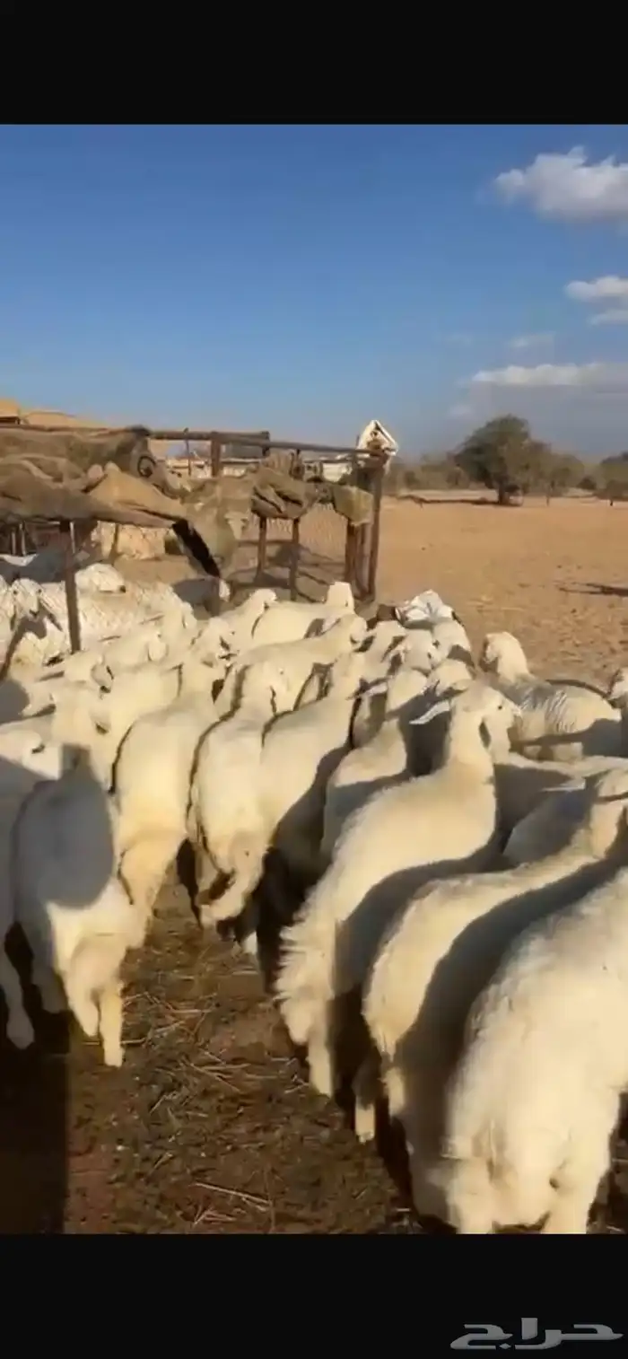 ذبايح خرفان رخال مع السلخ والتقطيع والتوصيل 5