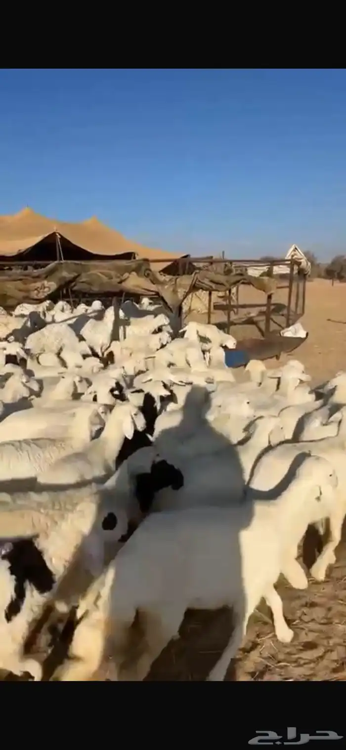 ذبايح خرفان رخال مع السلخ والتقطيع والتوصيل 2
