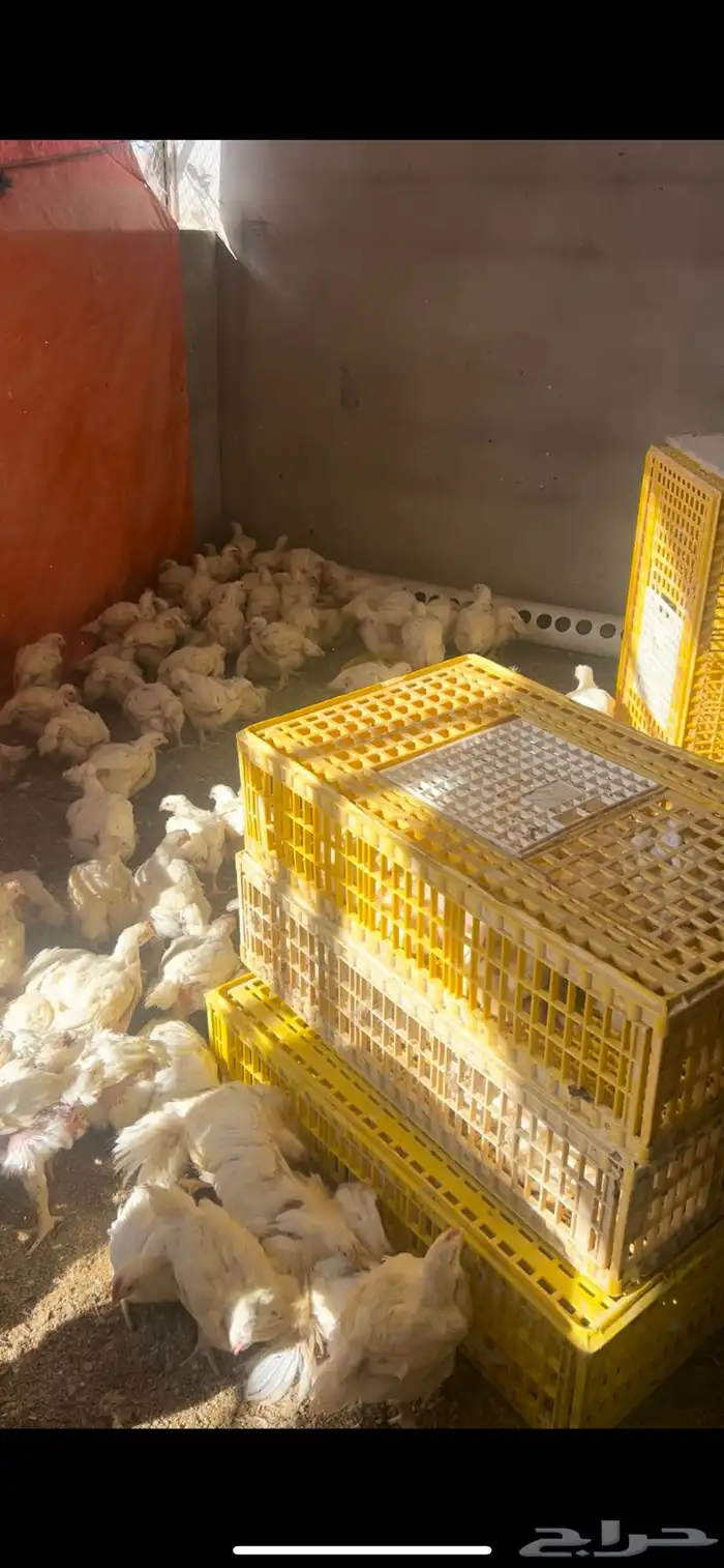 مسلخ دواجن دجاج طازج 2