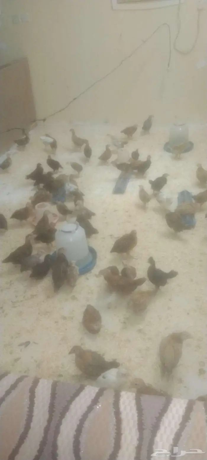 يوجد صوص فيومي الاغلبيه بلدي 0