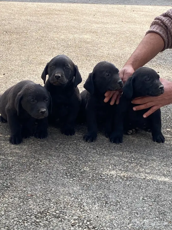 Labrador puppies لابرادور 1